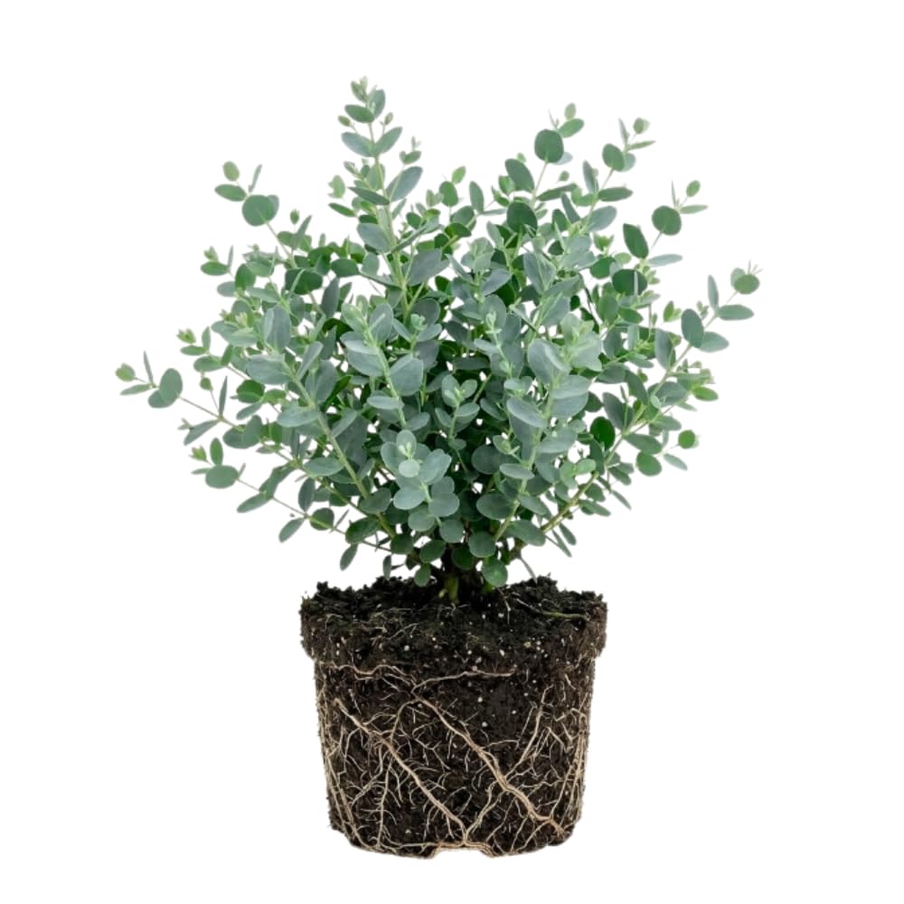 Live Eucalyptus Plant, Baby Blue Eucalyptus Tree Live Plant, Fragrant, Silver Blue Foliage, Live Eucalyptus Plants Indoor for Home and Office Decoration, 4 to 7 Inches Tall