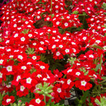 Verbena Plants Live in 4'' Pot, 4-7 Inches, Perennial Verbena Flowering Plants for Ground Cover, Hanging Baskets