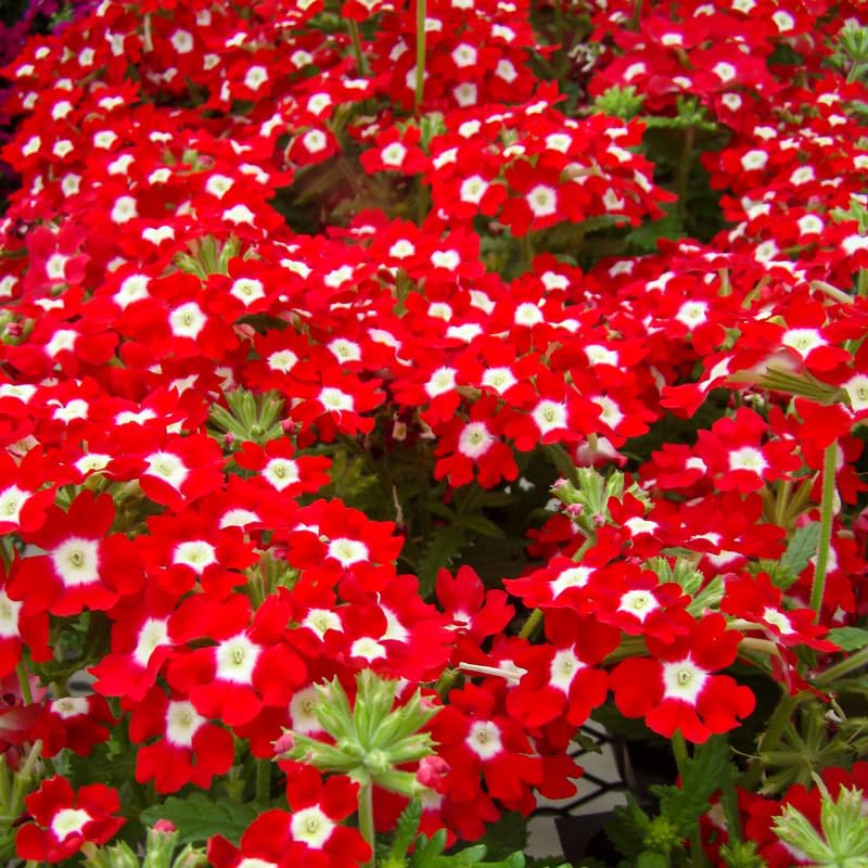 Verbena Plants Live in 4'' Pot, 4-7 Inches, Perennial Verbena Flowering Plants for Ground Cover, Hanging Baskets