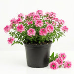 Verbena Plants Live, Verbena Plant from 4-8 Inches Tall, Long Blooming Outdoor Flower Plant for Garden Beds, Hanging Baskets and Containers (Pink)