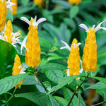 Yellow Shrimp Plants Live, 4 Golden Shrimp Plants, 4 to 6 Inches Tall