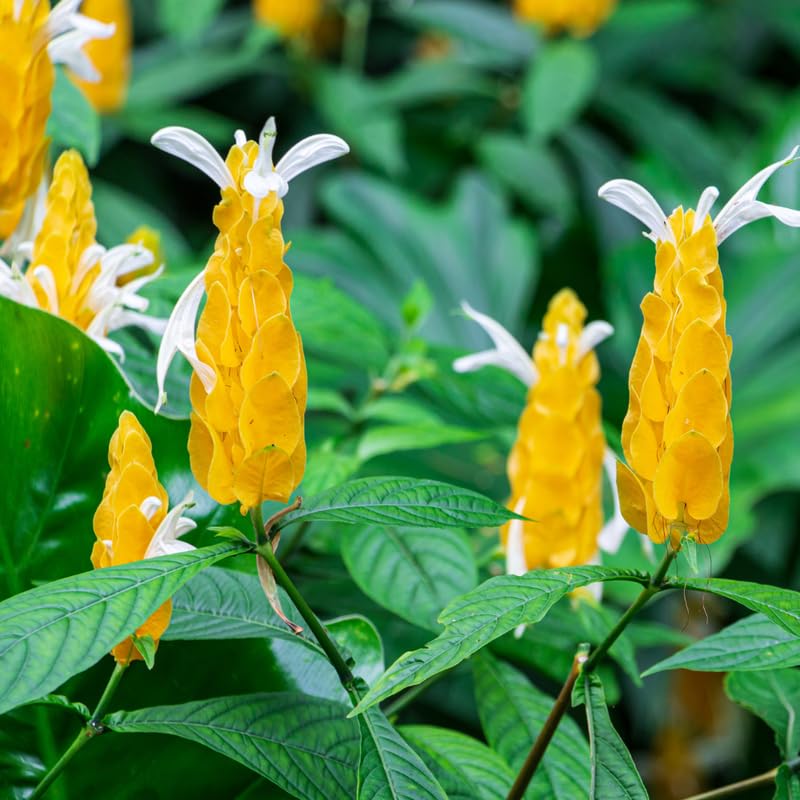 Yellow Shrimp Plants Live, 4 Golden Shrimp Plants, 4 to 6 Inches Tall
