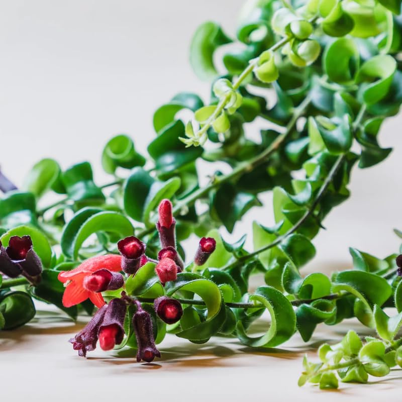 Twisted Lipstick Plant Live for Planting in 3 Inches Pot, Aeschynanthus Red Lipstick Live Plant to Grow