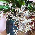 2 Clerodendrum Live Plants, Clerodendrum Light Wallichii Smithianum White Blooms, 5-9 Inc Tall