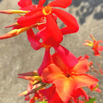 Mandevilla Plant Live, 5 to 6 Inc Tall Seedling, Orange Mandevilla Vine Plants, Perennial Flower Mandevilla Starter Plant