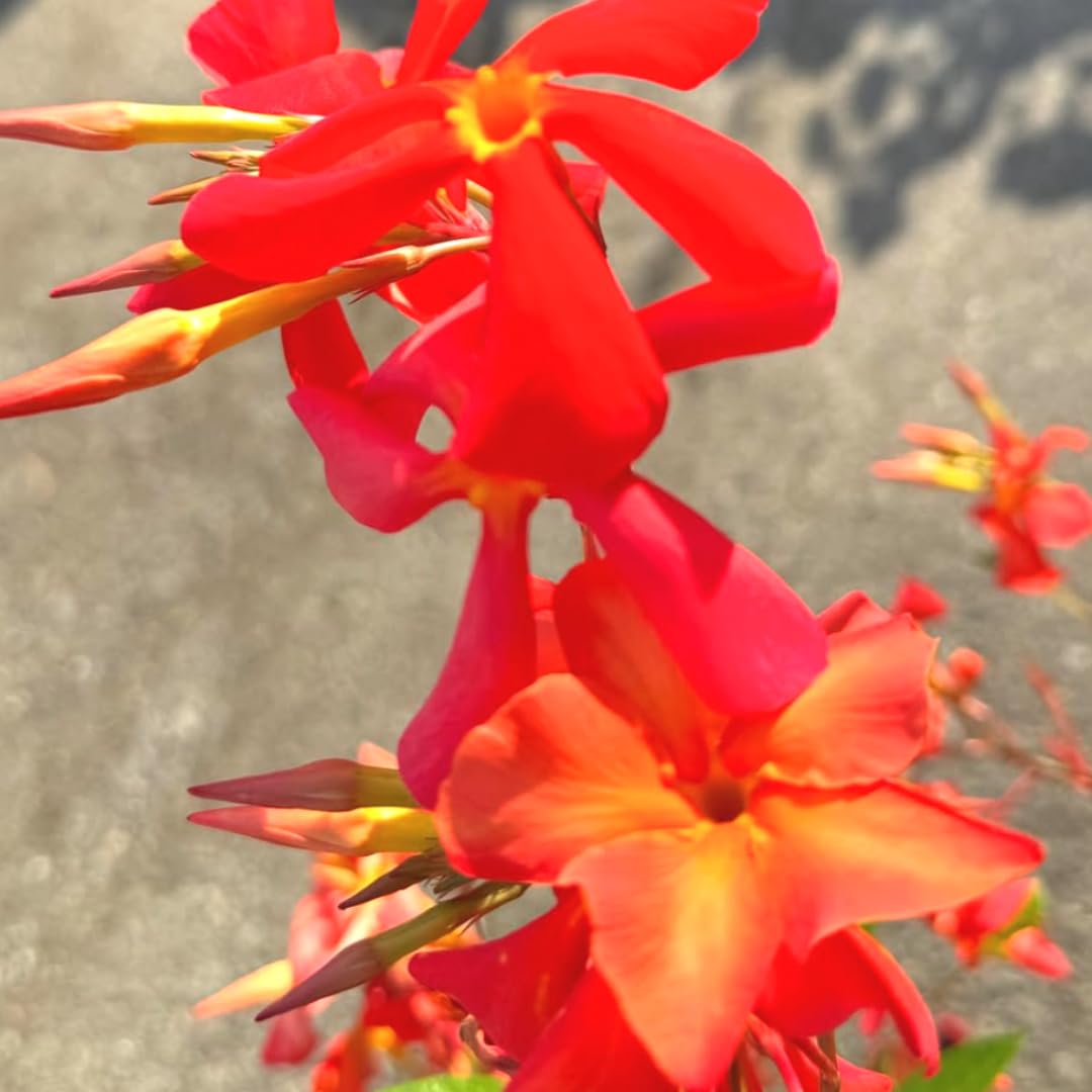 Mandevilla Plant Live, 5 to 6 Inc Tall Seedling, Orange Mandevilla Vine Plants, Perennial Flower Mandevilla Starter Plant