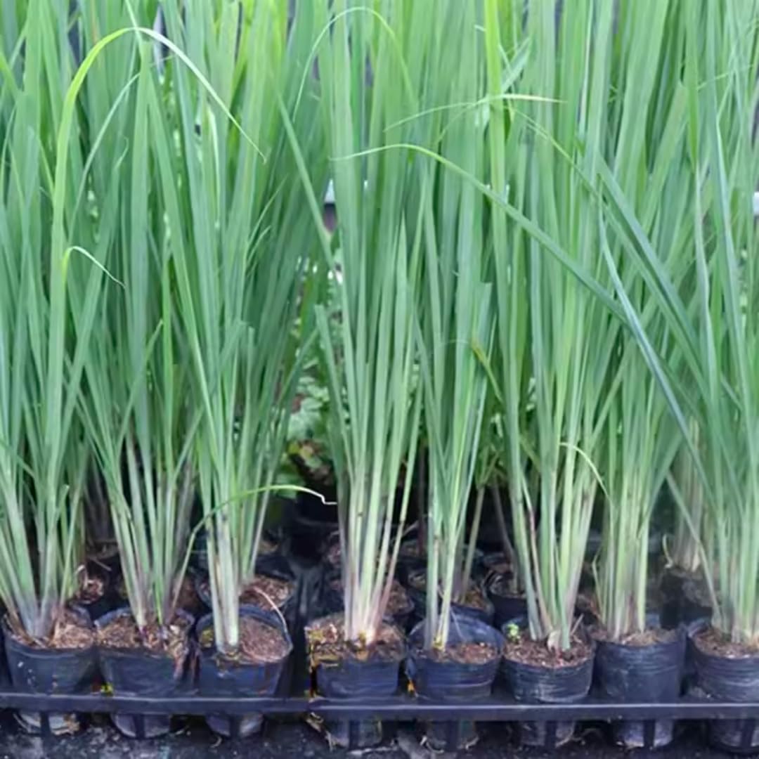 3 Lemongrass Plants Stalks Live for Outside Growing, Lemon Grass Stalks Fresh Herb Plants Trim Back for Planting