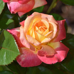Rose Bush Live Plant, Hybrid Tea Rose Plant Live, 5-9 Inch Tall, Fragrant Flowers Tree, Well-Rooted 1 Year Old, No Pot (Peace Rose)