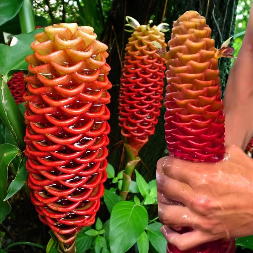 4 Zingiber Zerumbet Shampoo Ginger Roots, Awapuhi Fresh Ginger Rhizomes, Red Ginger Lily Pinecone Ginger to Grow Your Garden