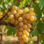 Golden Grape Plant Rooted for Planting, Grape Vine Plant, Sweet Fruit Garden Outdoor, 6 to 9'' Tall