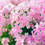 Pink White Creeping Phlox Live Plants 5-9 Inc Tall, Candy Stripe Creeping Phlox Plants, Starter Plant Well-Rooted