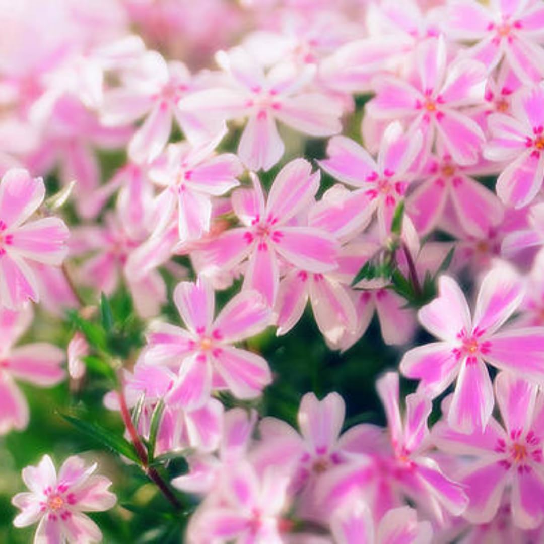 Pink White Creeping Phlox Live Plants 5-9 Inc Tall, Candy Stripe Creeping Phlox Plants, Starter Plant Well-Rooted