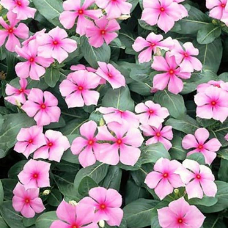 3 Vinca Flowers Plants Live, Minor Periwinkle Live Plants for Outdoor Planting, Assorted Bloom in 4 Inches Pot, Can Grow as Trailling Plant