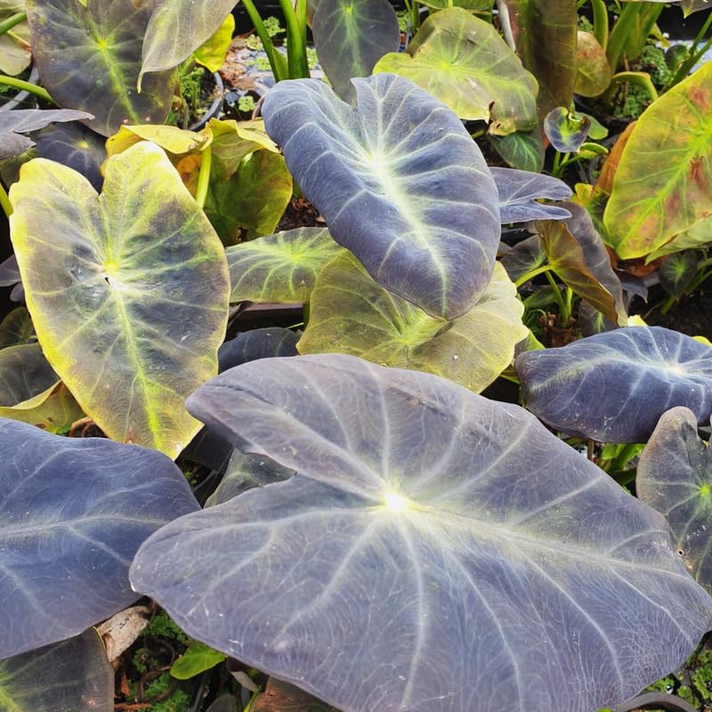 Elephant Ear Plants, Rare Colocasia Plant Live, Perennial Esculenta Taro Alocasia 4-8 Inch Tall, Indoor Outdoor Garden (Dark Purple)