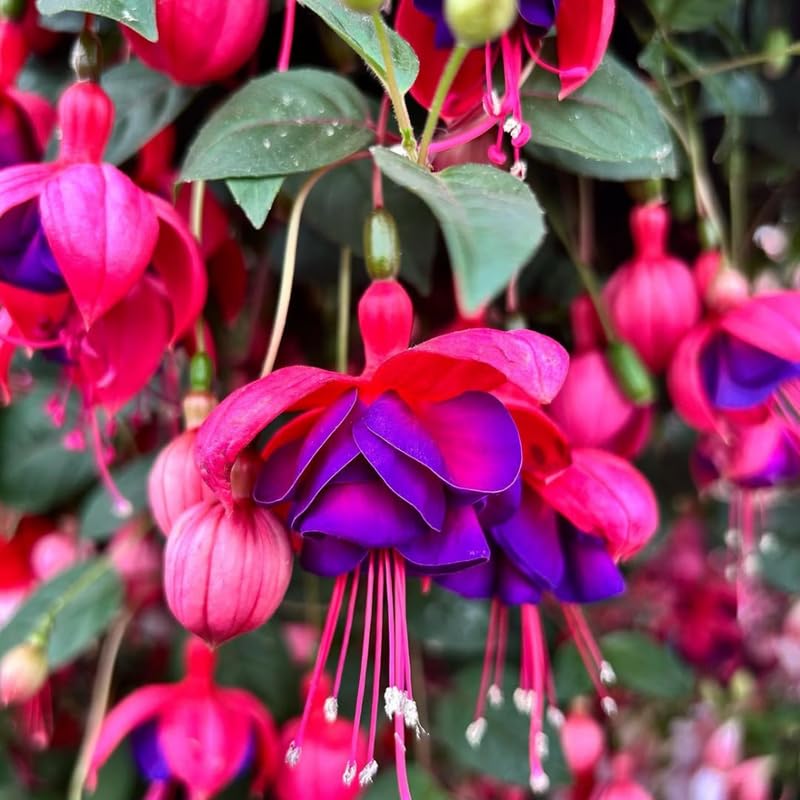2 Fuchsia Live Plants, 5-9 Inches Tall, Trailing Flowering Fuchsia Plants Live Indoor Outdoor, Purple Red Blooms