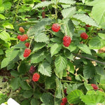 Pack 2 BlackBerry Live Plants, Perennial Blackberries Fruit Tree, Sweet-Pie BlackBerry Bushes 4-8 Inches Ready to Grow Outdoors