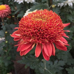 2 Mums Plants Live, Dark Red Chrysanthemum Plants Live, 5 to 7 Inc in Height, No Potted, Chrysanthemum Flower Mum Live Plant