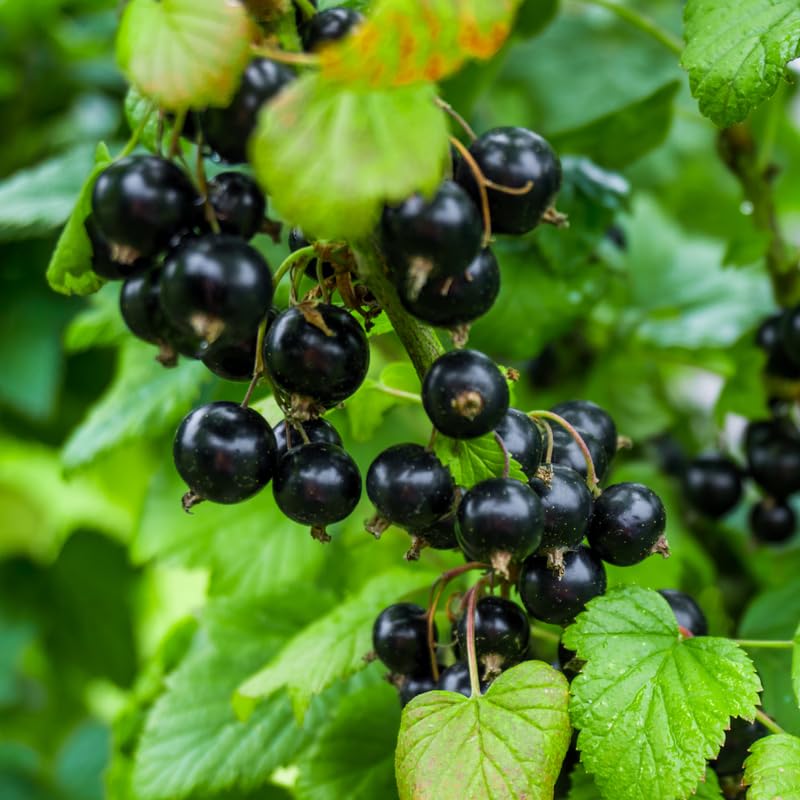 Consort Black Currant Tree Live Plant for Growing, 1 Year Old, Currant Berries Fruit Tree, Currant Plant Live for Planting Your Garden, Currant Bush Live Plant