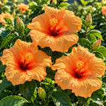 3 Hardy Hibiscus Live Plants, Flowering Shrub, Golden Orange Blooms, 4-7"