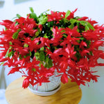 Thanksgiving Cactus Live Plant in 2" Pot, Holiday Christmas Cactus Plants Live, Winter Bloom, Indoor Planting, Ready to Blooms (Red)