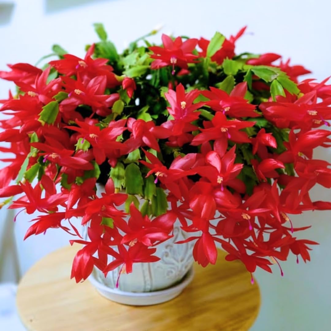Thanksgiving Cactus Live Plant in 2" Pot, Holiday Christmas Cactus Plants Live, Winter Bloom, Indoor Planting, Ready to Blooms (Red)