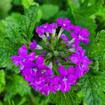 2 Purple Verbena Plants Live, Perennial Ground Cover or Trailing Bushes Shrubs, 5-9 Inches Tall, Verbena Flower for Planting