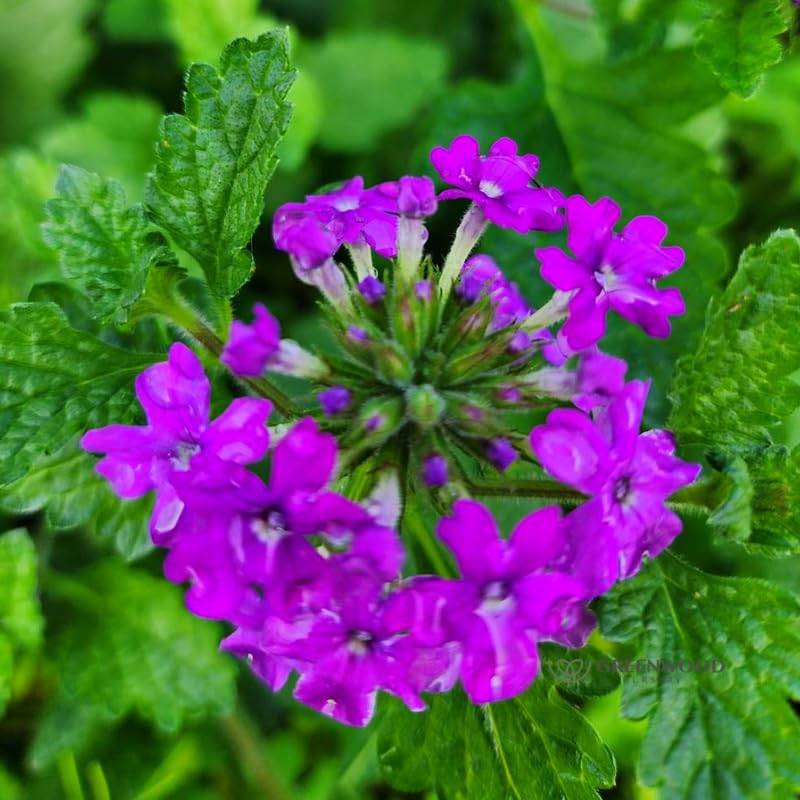 Sets 4 Perennial Verbena Live Plants Ground Cover or Trailing Potted, Purple Bloom, Outdoor Planting Spring
