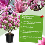 Jane Magnolia Tree in Gallon Pot, Live Flowering Magnolia Tree, Hardy Ornamental Shade Trees with Fragrant Blooms