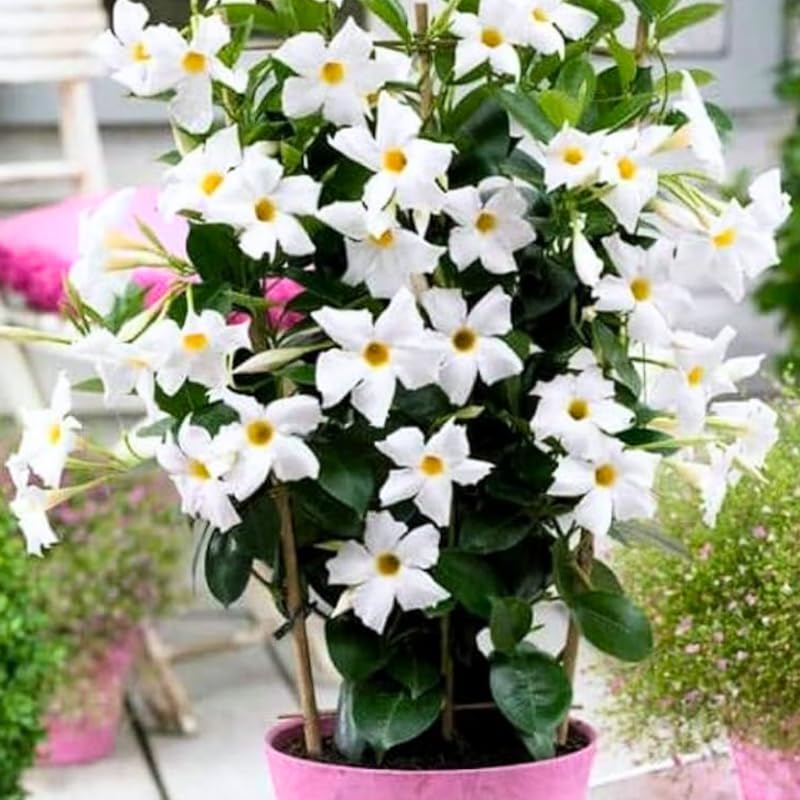 2 White Mandevilla Live Plants, Flowering Mandevilla Plants, 5-9” Tall, Mandevilla Trellis Vines for Outdoor Garden and Containers