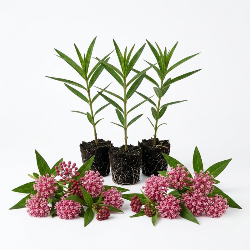 3 Pink Milkweed Plant Live, Asclepias Tuberosa Butterfly Bush, 4-8"