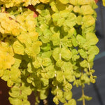 2 Golden Creeping Jenny Live Plants, 2-3 Inches Tall, Creeping Plant, Trailing Perennial Starter Plants for Home Garden Ground Cover