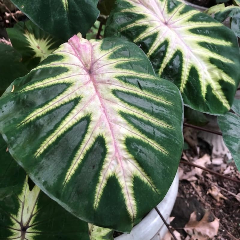 Colocasia Live Plant, 4-8'' Tall, Elephant Ear Plant, Esculenta Taro Alocasia Housplant, Indoor Outdoor Planting (Green Leaf with Pink Veining)