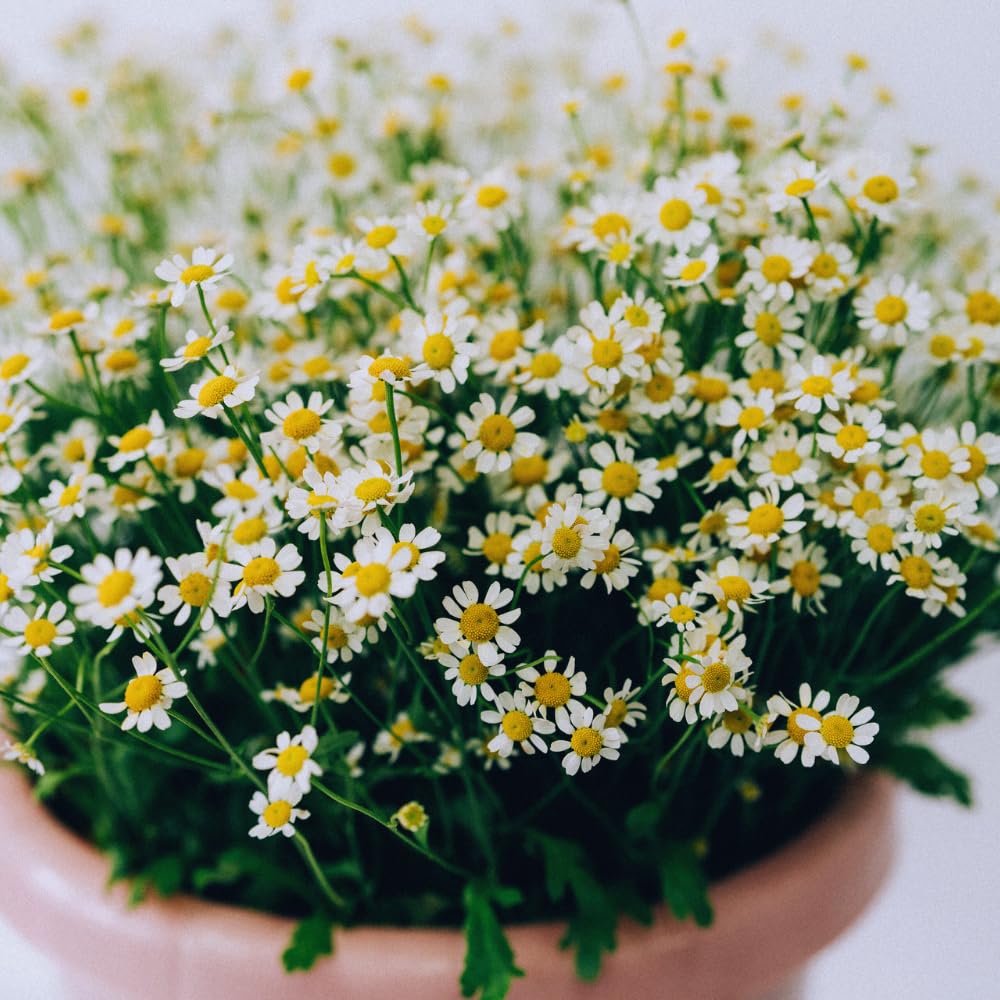2 White Yellow Daisy Plants Live, 4 to 6 Inc Tall, Daisy Flower Live Plants for Gardening