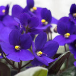African Violets Live Plants Houseplants, Dark Blue African Violet Flower 4 Inches Pot, Live African Violet Plant Indoor Ready to Grow Your Garden