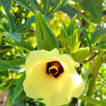 Okra Vegetable Plants Live, 3–5 Inch Tall, Green Okra Plants for Backyard Garden, Seedlings Grow Indoor Outdoor