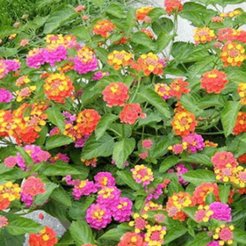 2 Pink Lantana Plants Live, Colorful Perennial, Long-Blooming and Very Hardy, Size 5 to 12 Inches in Tall, Well-Rooted, Outdoor Planting