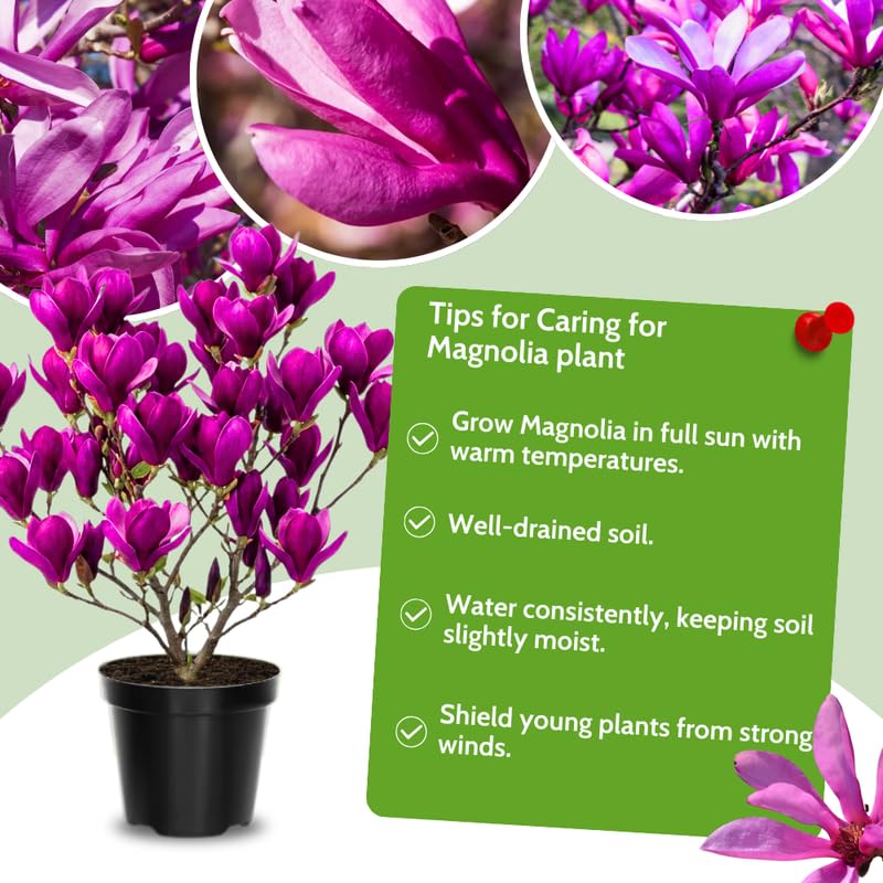 Ann Magnolia Tree in Gallon Pot, Live Flowering Magnolia Tree, Hardy Ornamental Shade Trees with Fragrant Blooms