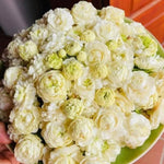 2 Assorted Jasmine Plants Live, 5 to 7 Inc in Height, Jasmine Flower Plant Live Climbing Flower Annual