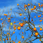Persimmon Tree Live Plant 1 Year Old Seedling, 8 to 14 Inc Tall, Well Rooted, Cold Hardy, Year-Round Planting