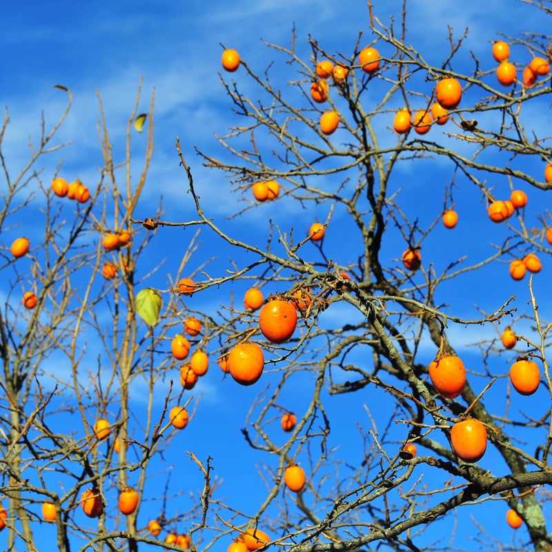 Persimmon Tree Live Plant 1 Year Old Seedling, 8 to 14 Inc Tall, Well Rooted, Cold Hardy, Year-Round Planting
