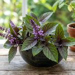 African Blue Basil Plant Live, Basil Plant Live, 2-5 Inc Tall, Fragrant Culinary Herb Seedling for Indoor Outdoor Growing