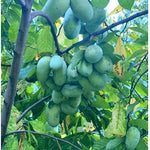 Pawpaw Trees Live Plants Bare Roots, Paw Paw Plant for Growing, 6 to 12 Inches Tall, Pawpaw Plant