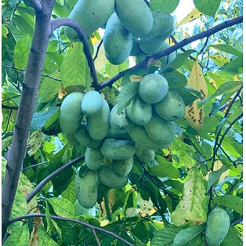 Pawpaw Trees Live Plants Bare Roots, Paw Paw Plant for Growing, 6 to 12 Inches Tall, Pawpaw Plant