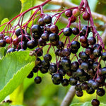 3 Black Elderberry Plants Live for Growing 6 to 12 Inch Tall, American Elderberry Bush Live Plants, Sweet Elderberries Fruit