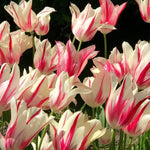 25 Tulip Bulbs for Planting, Easy-Grow Spring Flowers, Assorted Perennial Tulip Bulbs, Bulb Size 11/12 cm, Gardens, Containers, Flowerbeds Planting (Rare Tulip)