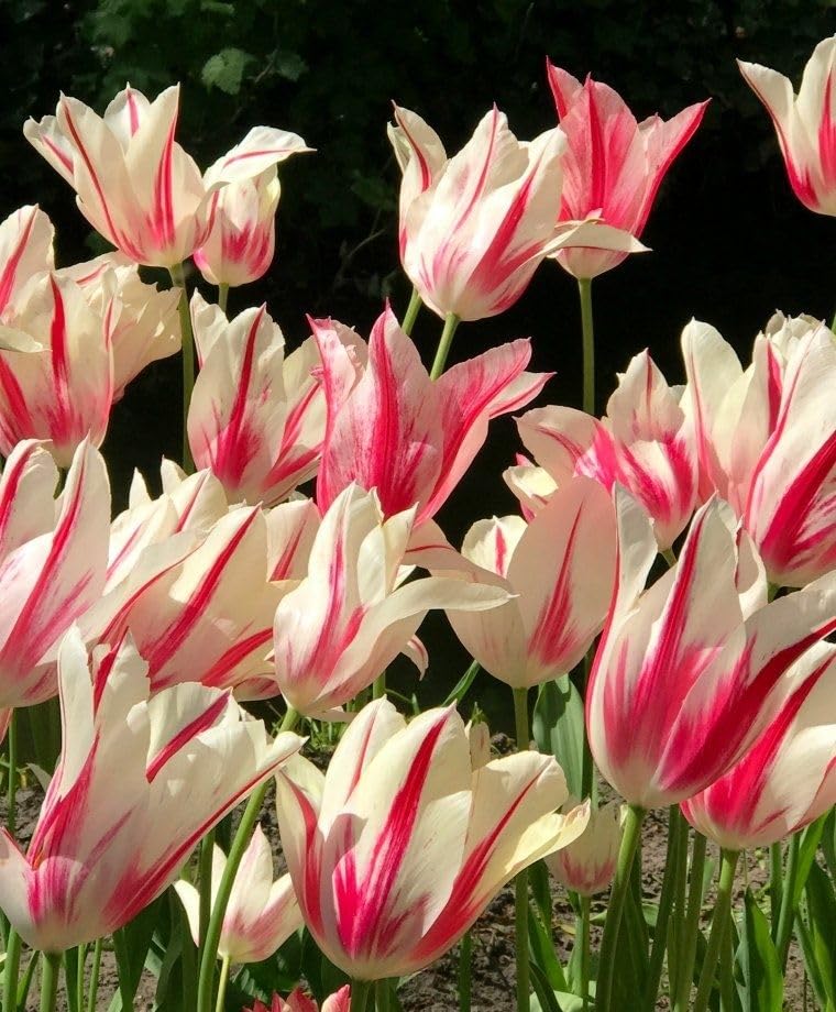 25 Tulip Bulbs for Planting, Easy-Grow Spring Flowers, Assorted Perennial Tulip Bulbs, Bulb Size 11/12 cm, Gardens, Containers, Flowerbeds Planting (Rare Tulip)