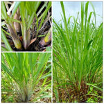 2 Lemongrass Plants, Lemon Grass Live Plant, Live Lemon Grass, Lemon Grass Plants, Live Lemongrass Plants in 4 Inc Pot