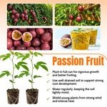 Red Passionfruit Plant Live 4-7 Inches Tall, Tropical Passion Fruit Vine for Garden, Patio Containers and Indoor Growing