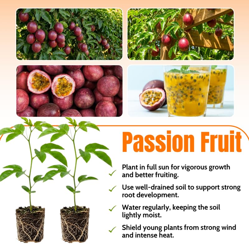 Red Passionfruit Plant Live 4-7 Inches Tall, Tropical Passion Fruit Vine for Garden, Patio Containers and Indoor Growing