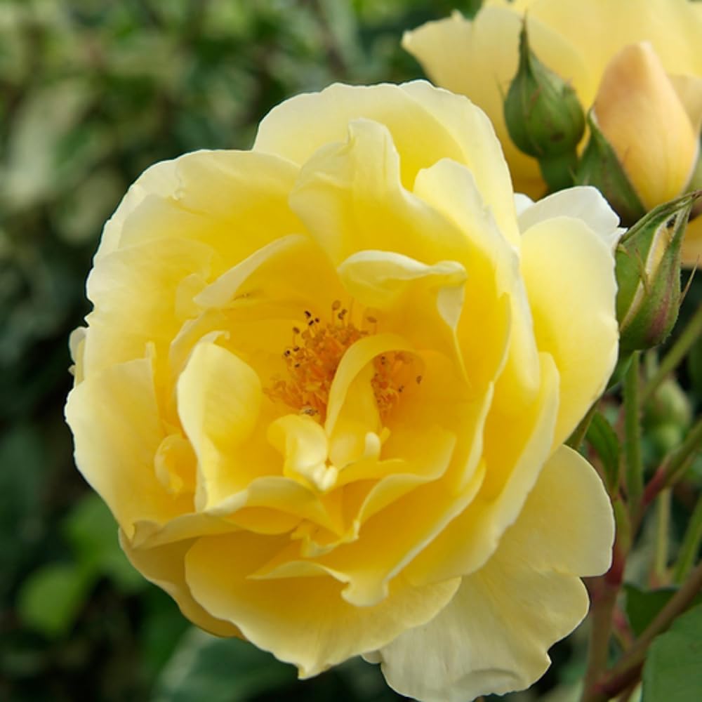 Rose Plant Live, Fragrant Heirloom Flower Bush, 5-10 Inch Tall, Grows as Climbing or Shrub for Outdoor Garden, No Pot (Yellow Rose)